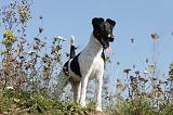 FOX TERRIER POIL LISSE 171